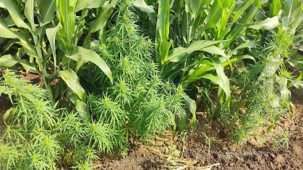 Ganja Cultivation in Shankarpalli