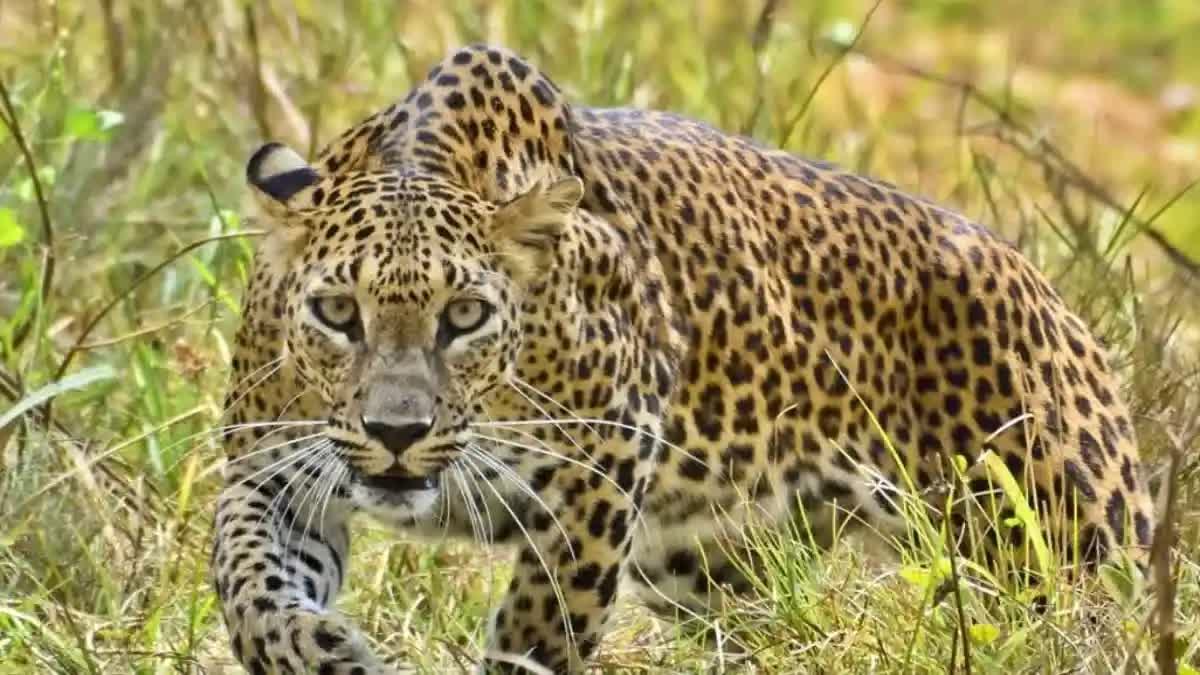 leopard in nuh Nalhad Temple