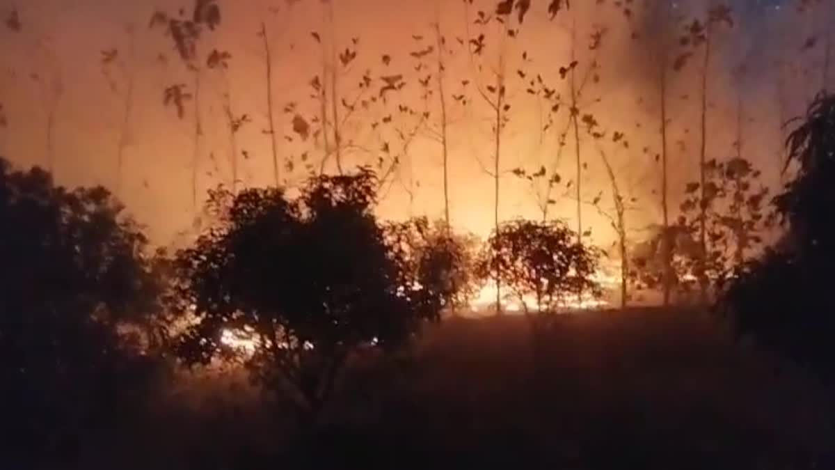 Five_Acres_of_Cashew_Trees_Burnt