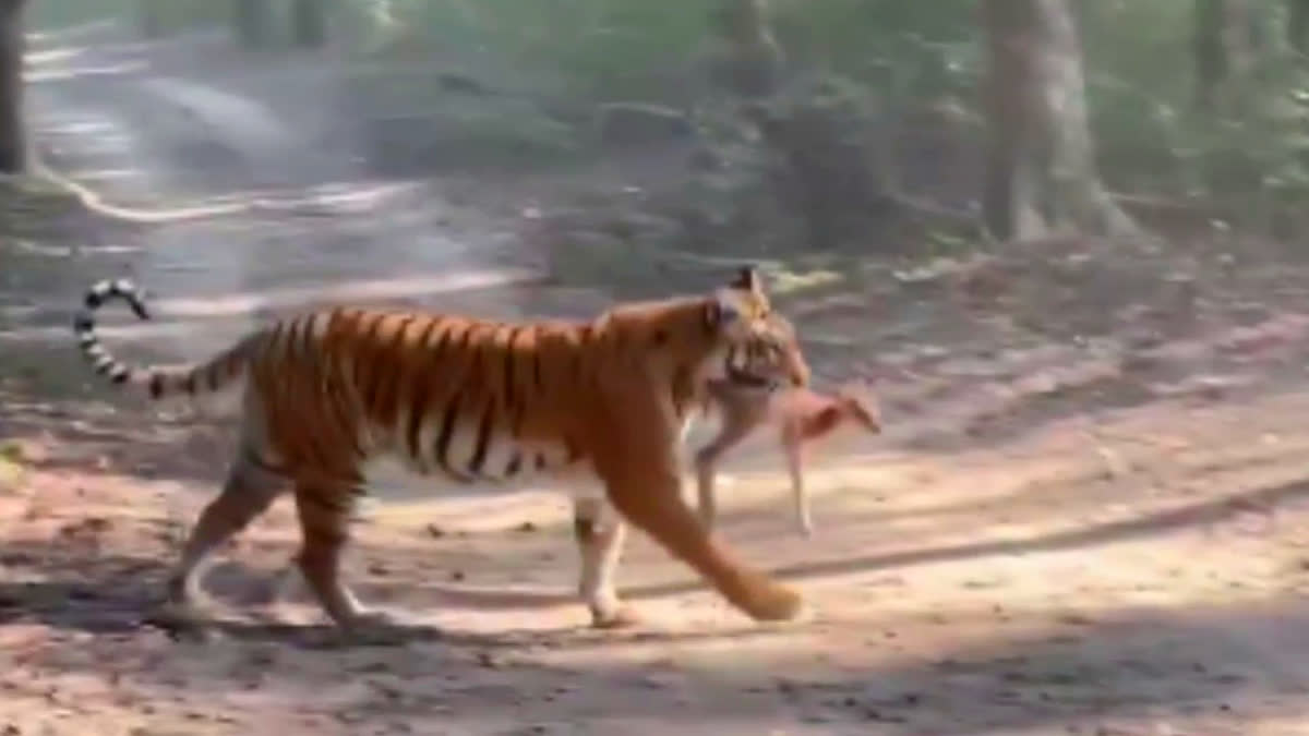 Tiger Hunt Deer in Corbett