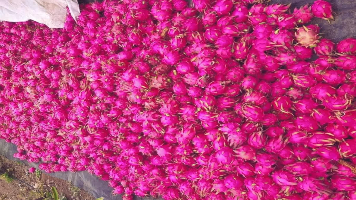 Dragon fruit cultivation in Bastar