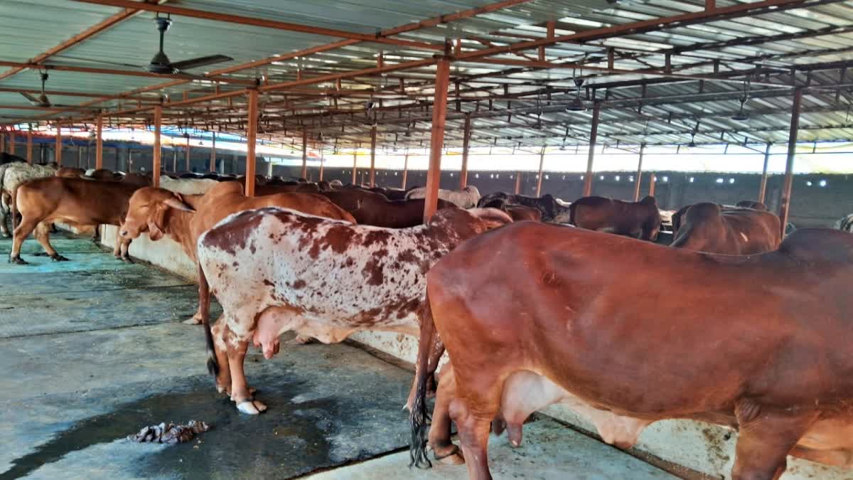 Horoscope  Cows  Bodhgaya  ജാതകം