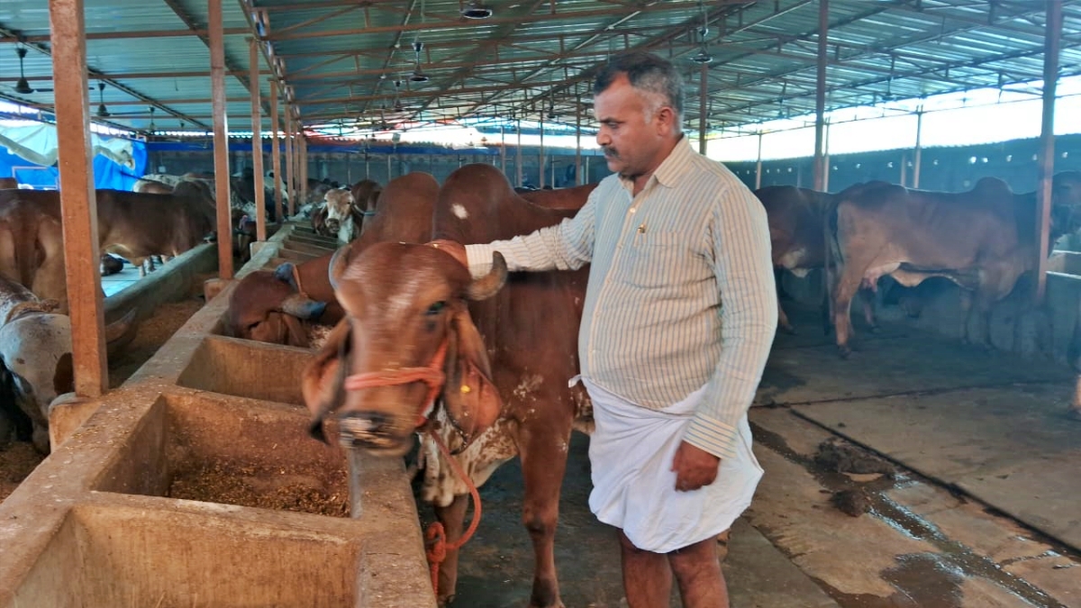 নিজৰ গোশালাত গিৰ গাইৰ সৈতে ব্ৰজেন্দ্ৰ কুমাৰ চৌবে