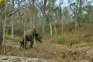 mother-elephant-chased-tiger-in-bandipur