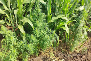 Ganja Cultivation in Shankarpalli