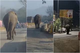 Elephant near Arya Nagar Chowk