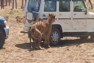 tiger spotted in residential area kanha national park