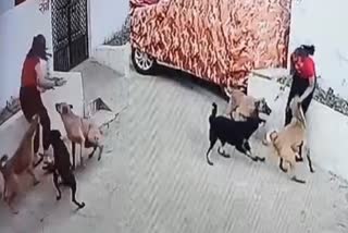 stray dogs attacked women ratlam video