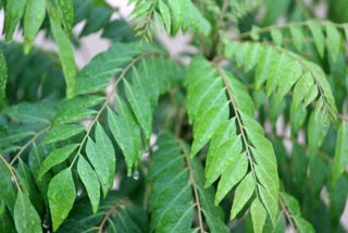 Amazing Health Benefits of Curry Leaves