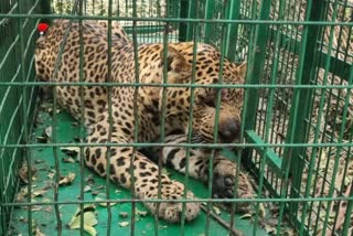 Leopard Caught in Dehradun