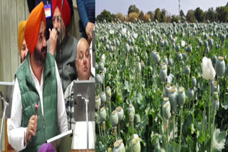 Punjab government is going to start poppy cultivation? The minister gave the answer in the Vidhan Sabha