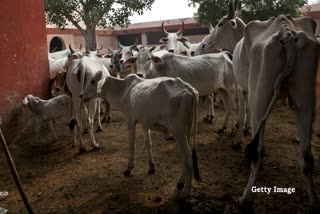 cow sanctuaries built in rewa