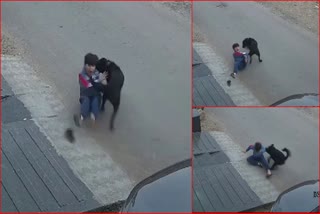Dog Bites Child In Fatehabad