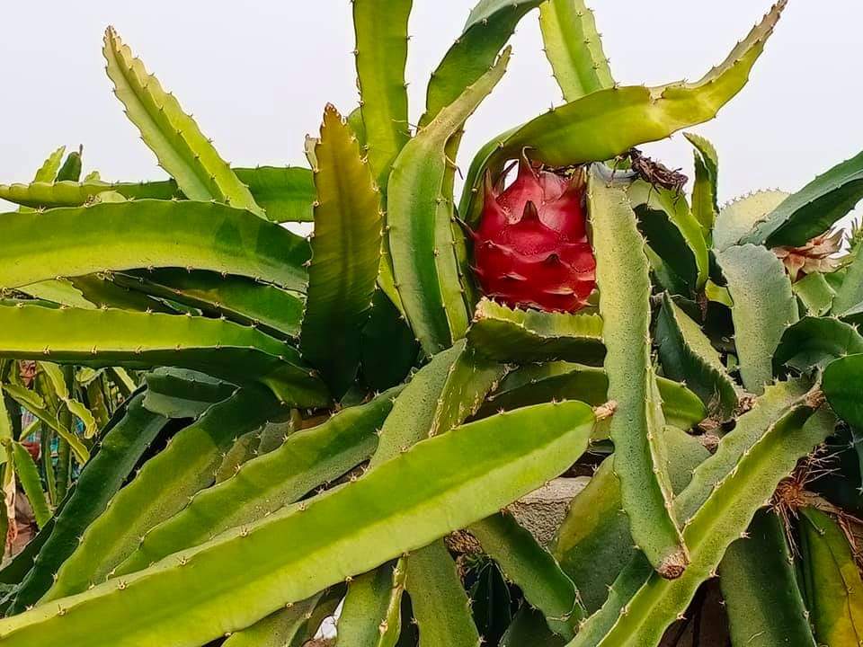 Dragon fruit cultivation in Bastar