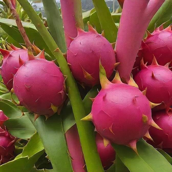 Dragon fruit cultivation in Bastar