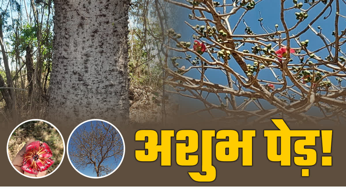 होली का पेड़ सेमल जिससे जलती है सिर्फ होलिका, अंतिम संस्कार में फूल तक ...