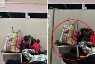 MP HOSPITAL RATS VIRAL VIDEO