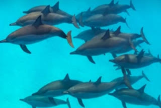DOLPHIN CENSUS