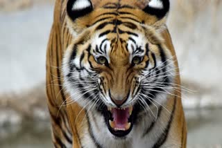 BANDHAVGARH BAJRANG TIGER VIDEO