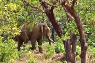 ANIMAL LOVERS ORGANISATION  PADAYAPPA ELEPHANT MUNNAR  MUNNAR ELEPHANT FIGHT  കേരള ഹൈക്കോടതി