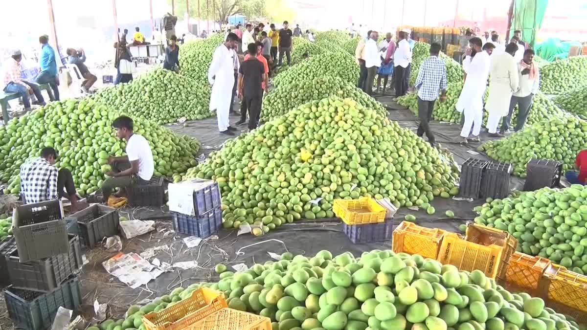 Mango Season In Hyderabad