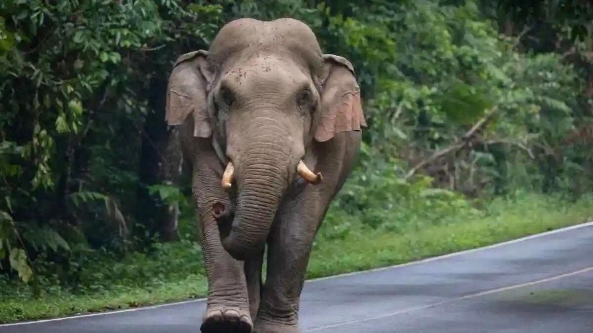 SHAHDOL WILD ELEPHANT