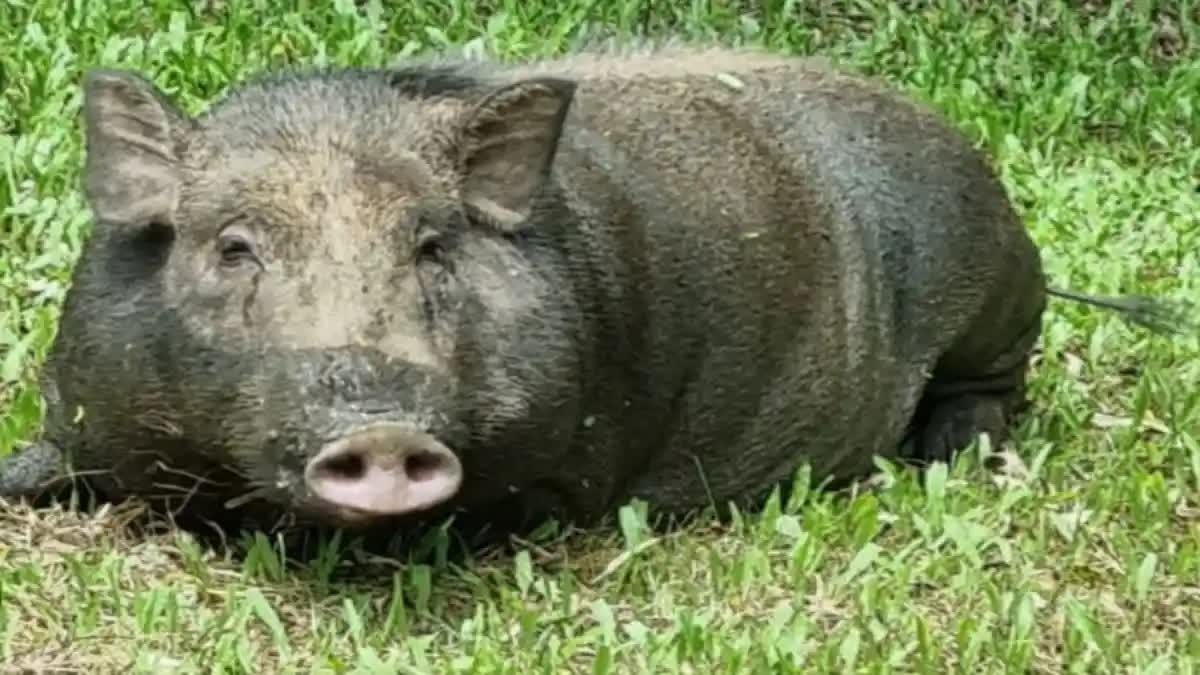 WILD BOAR ATTACK  WILD ANIMAL ATTACK IN KERALA  കാട്ടുപന്നി ആക്രമണം  AUTO OVERTURNED