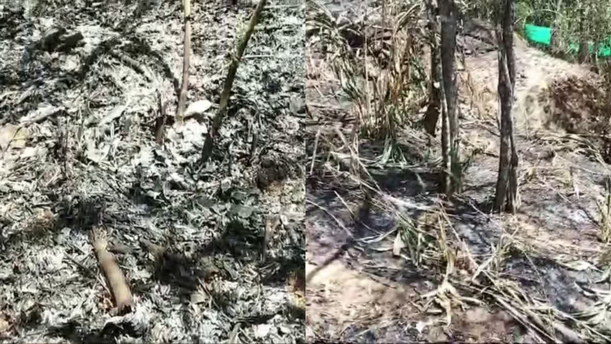 FIRE IN AGRICULTURAL LAND  FIRE IN NEDUMKANDAM IDUKKI  തീപിടുത്തം  കൃഷി ഭൂമി കത്തി നശിച്ചു