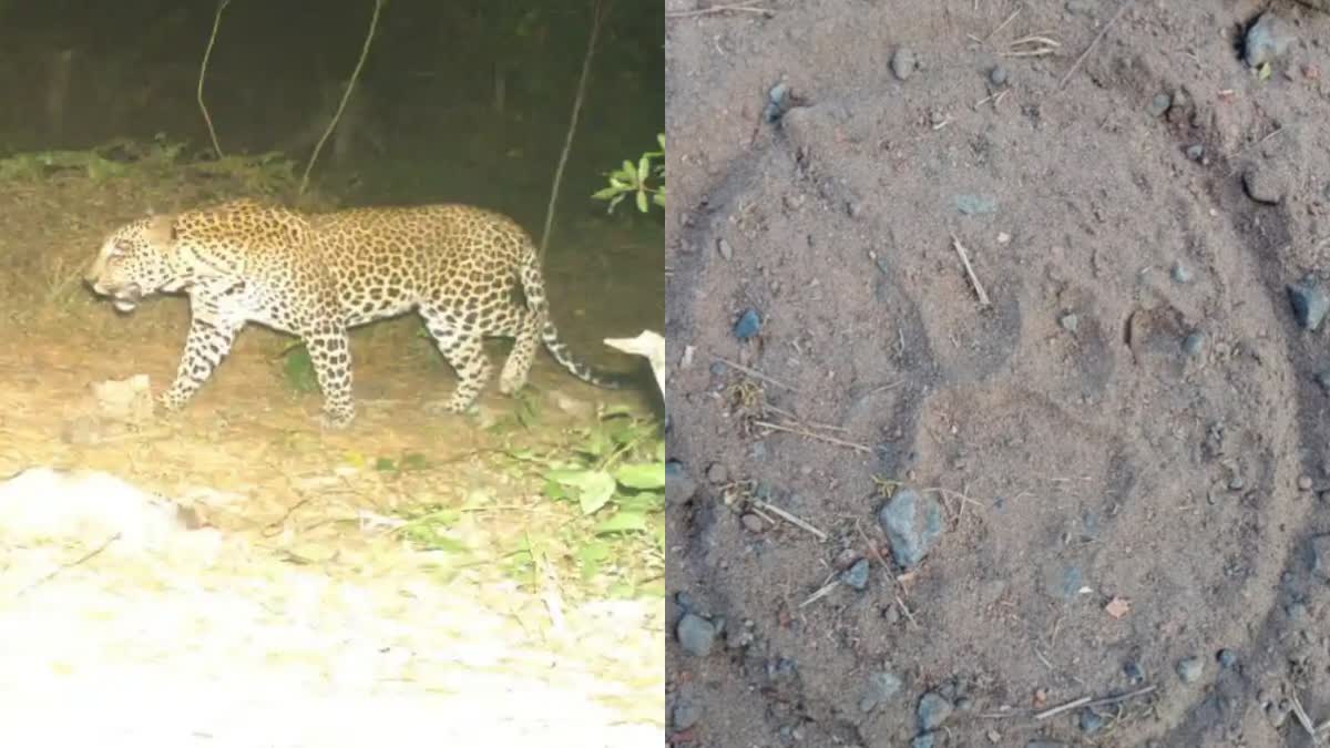 leopard-migrated-from-arokiyanathapuram-to-kanchi-vai