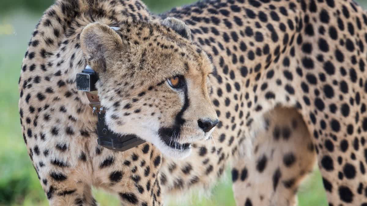 FEMALE CHEETAH VEERA HUNTED NILGAI