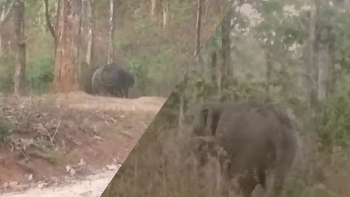 WILD ELEPHANT  WILD ELEPHANT ATTACK  കാഞ്ചിയാറിൽ കാട്ടാന  കാട്ടാന ആക്രമണം