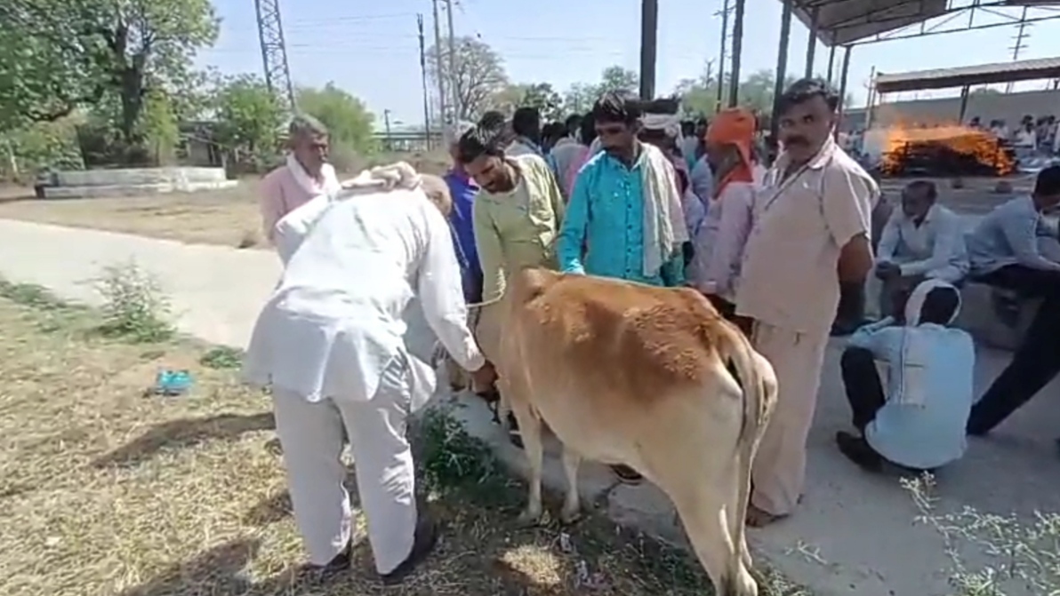 Cow Attended Cremation Of Owner In Sagar District Of MP