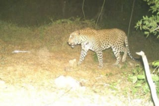 Tamil Nadu Forest Dept increases surveillance to catch elusive leopards (Photo IANS)