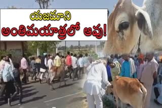 Cow Attended Cremation Of Owner In Sagar District Of MP