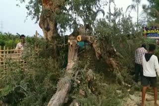 Cutting Trees For CM Jagan Bus Yatra in Kanigiri