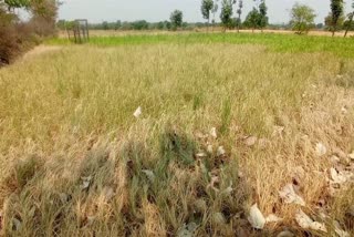 Water Crisis in Telangana