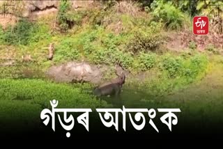 rhino roaming freely in majuli