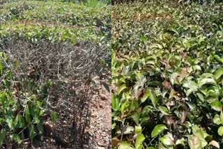 RED SPIDER DISEASE  RED SPIDER DISEASE IN TEA PLANT  SPIDER DISEASE IN TEA PLANTATIONS  TEA PLANTATIONS RED SPIDER DISEASE