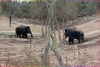 Elephant_Relaxed_in_Pond