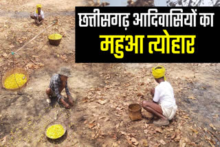 chhattisgarh tribals mahua collection