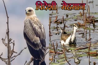 DAMOH MIGRANT BIRDS FUTERA POND