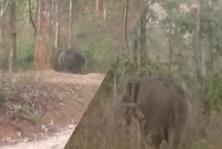 WILD ELEPHANT  WILD ELEPHANT ATTACK  കാഞ്ചിയാറിൽ കാട്ടാന  കാട്ടാന ആക്രമണം