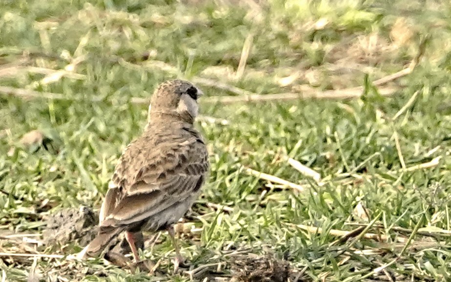 Damoh Migrant Birds Futera Pond