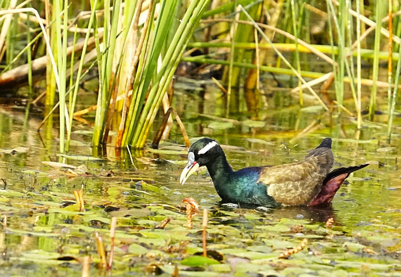 Migratory birds Futera Pond