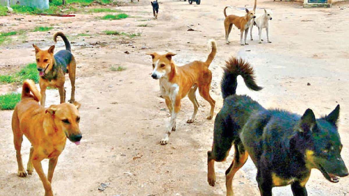 4-Yr-Old Boy Mauled To Death By Stray Dog In Andhra Pradesh, Parents Protest Administrative Negligence