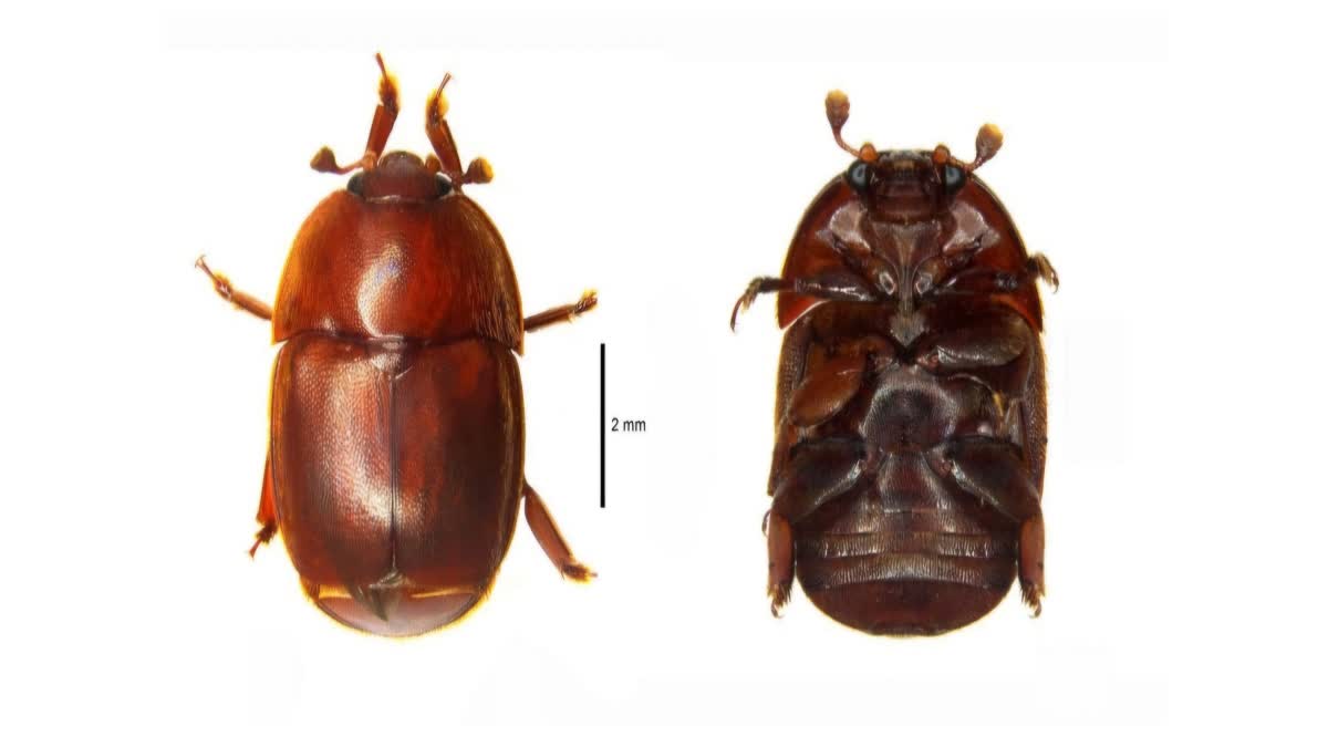 SMALL HIVE BEETLE