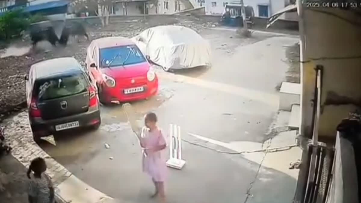 ભરૂચમાં રખડતા ઢોરનો આતંક