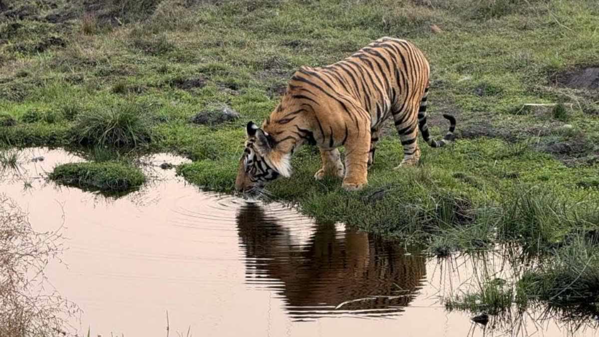 UMARIA TIGER SEEN DRINKING WATER