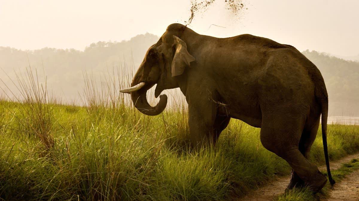 BANDHAVGARH 2 ELEPHANT BEHAVIOR