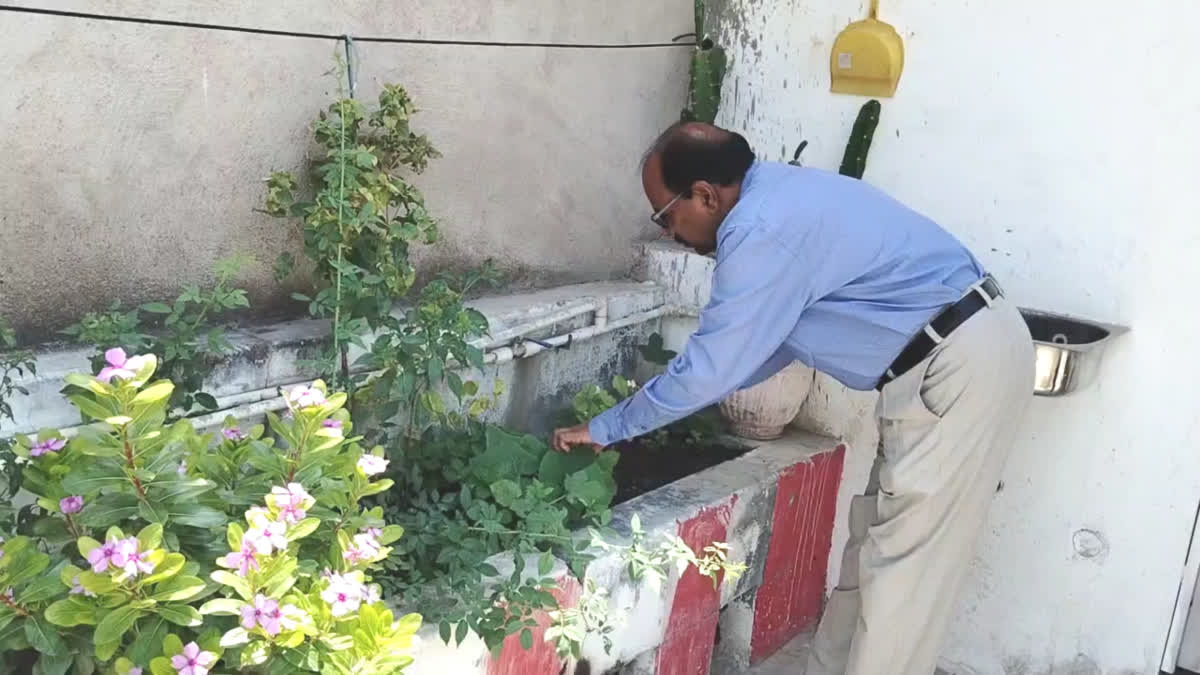 CHHATARPUR TERRACE VEGETABLE GARDEN